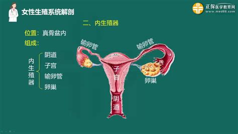 女性人體|女性生殖结构：